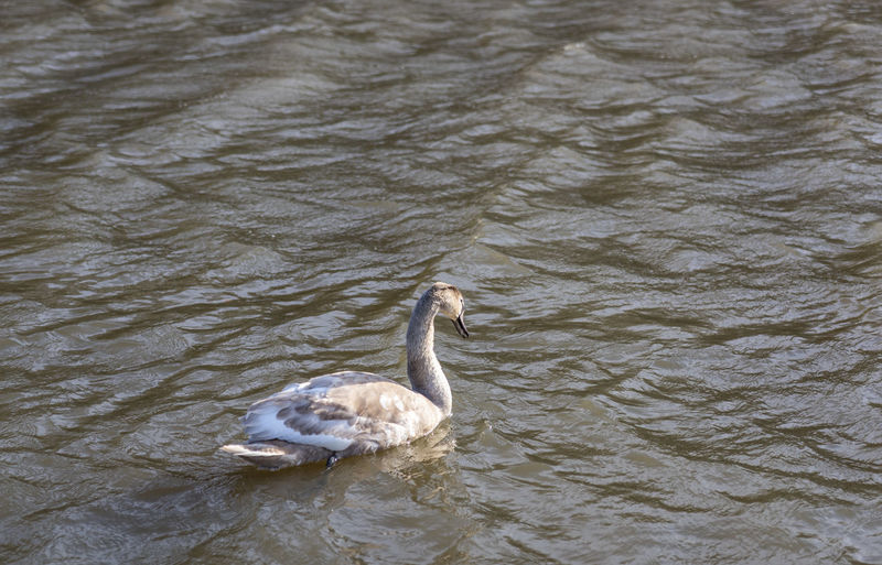 Swan swimming in lake