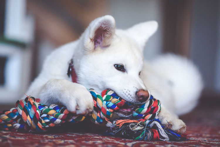 Close-up portrait of dog with multi colored strings