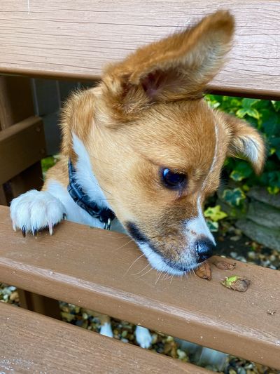Inquisitive puppy dog peeping through a park bench