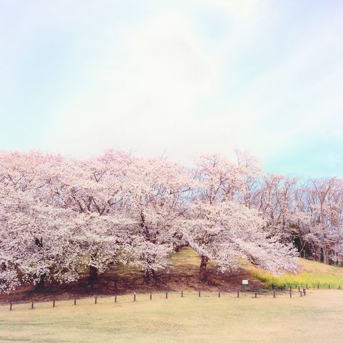 Cherry blossom trees on field against sky