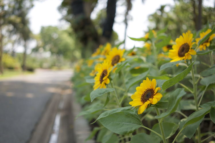 Close-up of yellow flowering plants on road