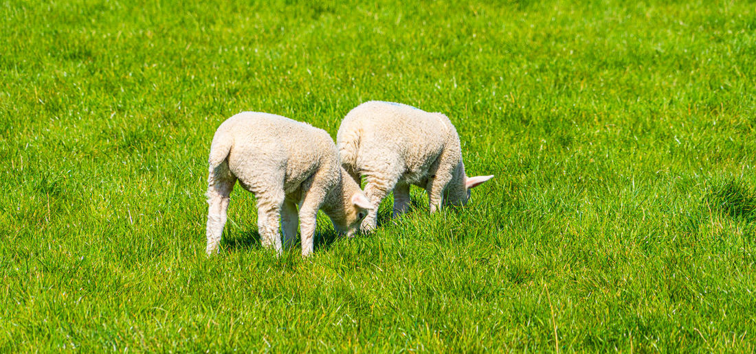 Lamb lambs grazing in a field