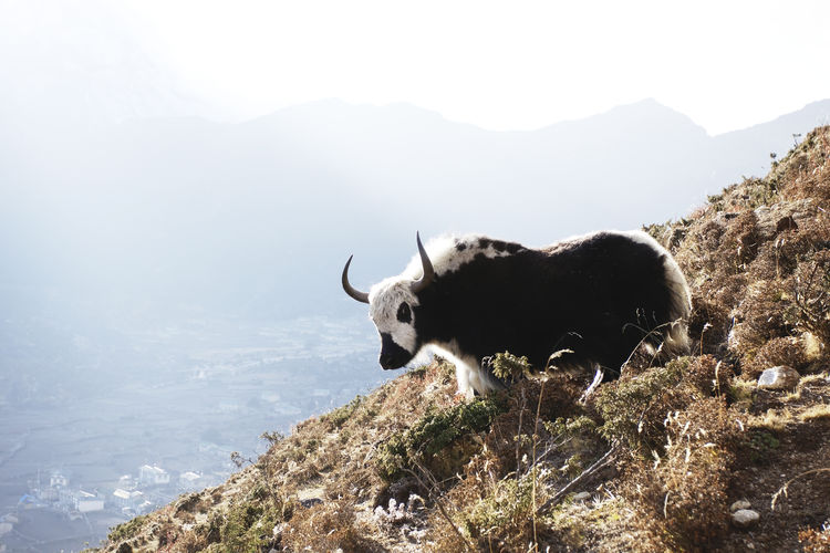 View of an yak on rock