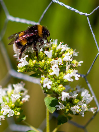 Close-up of bee pollinating on flower