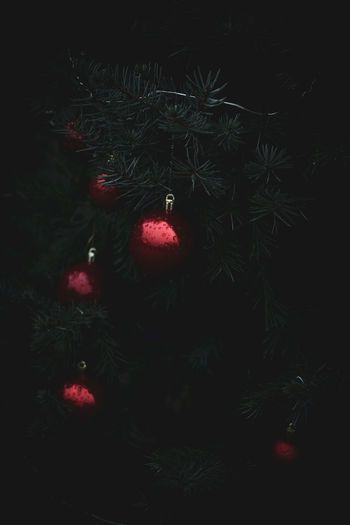 Close-up of christmas tree