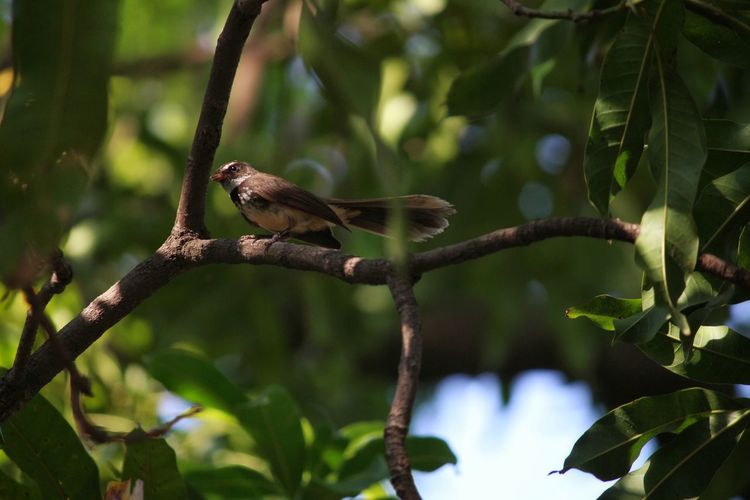 Low angle view of bird perching on tree