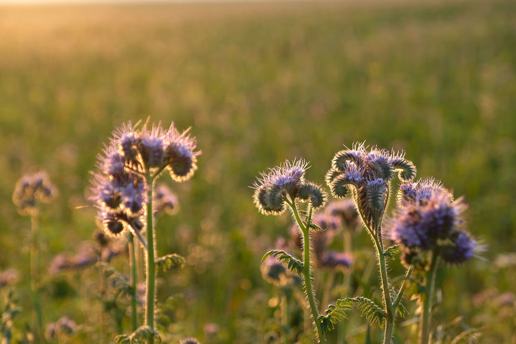 Closeup purple scorpuonweed flowers on field against sunligt during sunset. bright glowing back lit.