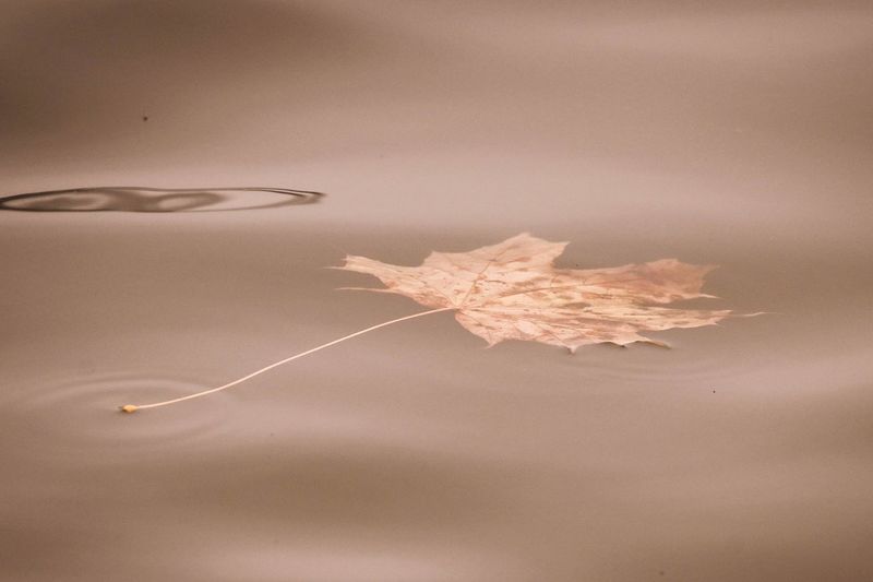 Close-up of dry autumn leaves on table