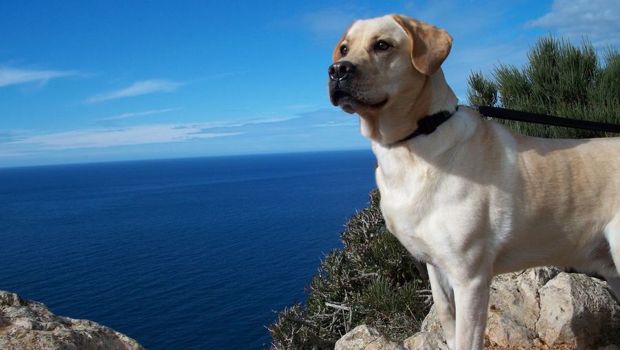 Close-up of dog standing by sea against sky