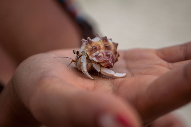 Cropped image of hand holding hermit crab