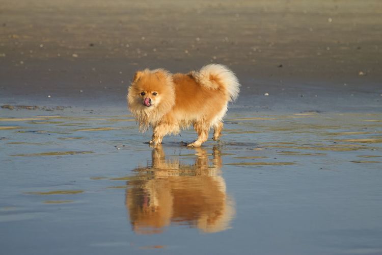 Portrait of dog running in water