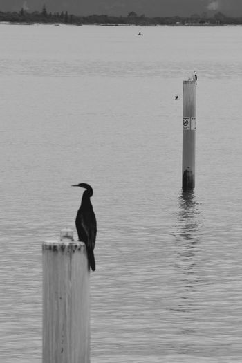 Sea bird perching on wooden post in sea