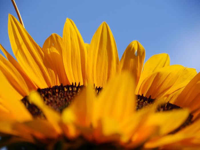 Detail shot of yellow flower