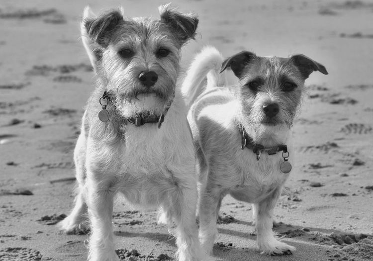 Jack russell's standing proudly