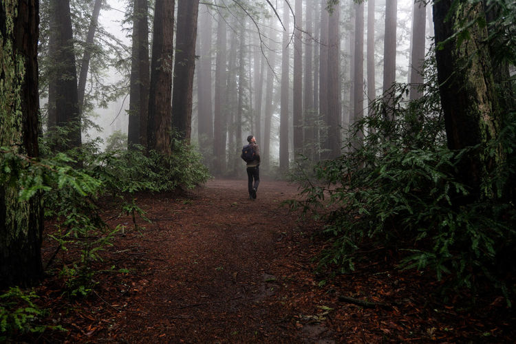Man explores large clearing in foggy mysterious redwood forest