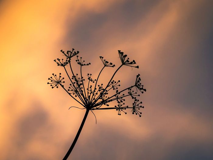 Low angle view of silhouette plant against sky during sunset