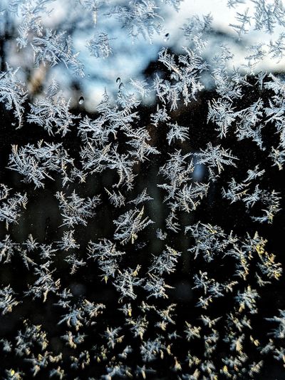 Full frame shot of snowflakes on plants