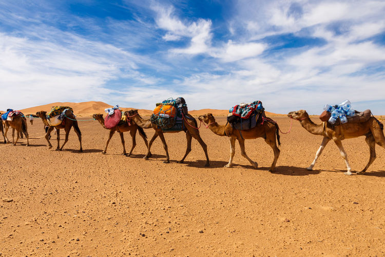 Caravan of camels in the sahara desert in morocco