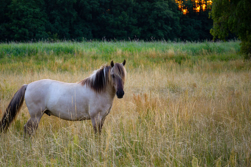 Horse standing in a field