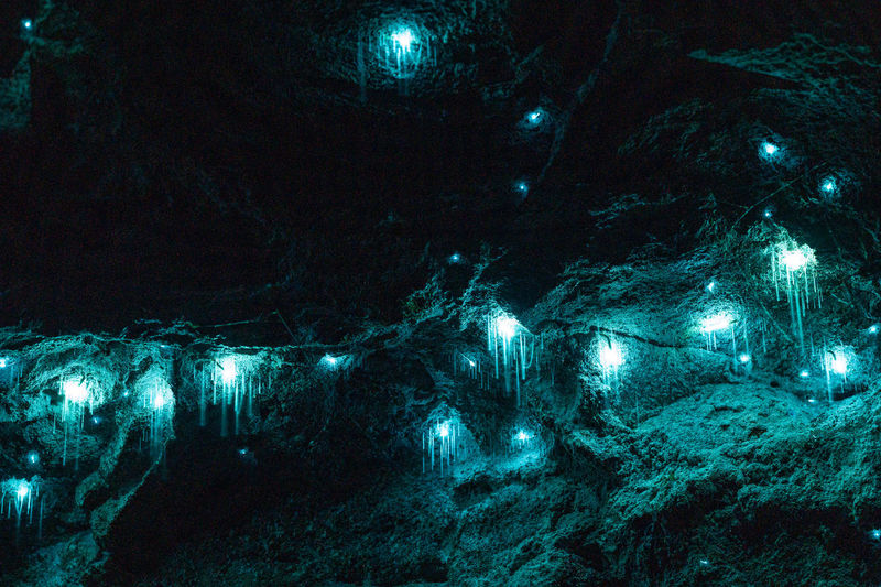 Illuminated lights hanging from tree at night