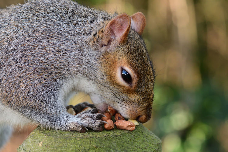 Close-up of a grey squirrel eating nuts 