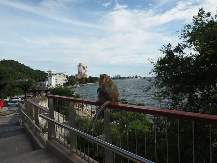 Monkey on railing by trees against sky