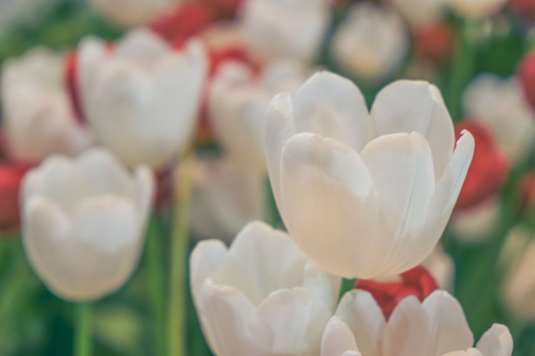 Close-up of white tulips in park