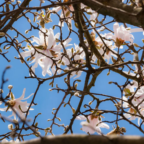 Low angle view of cherry blossoms against sky
