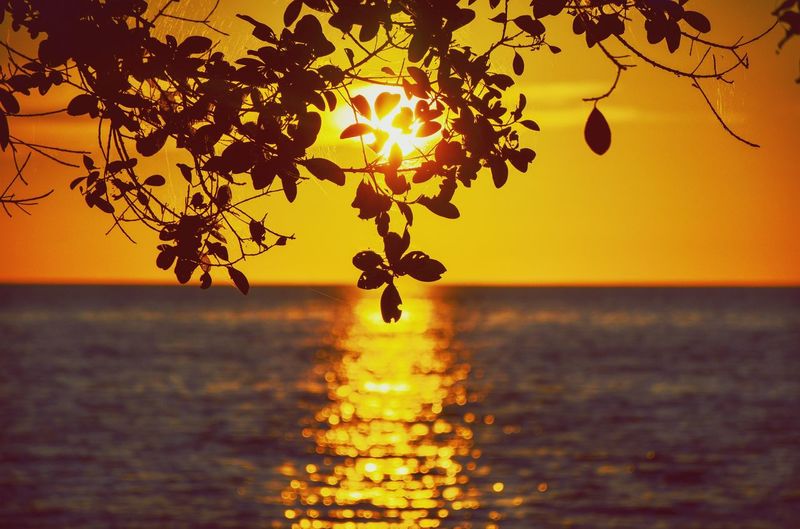 Close-up of tree against sea during sunset