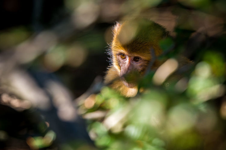 High angle view of barbary macaque