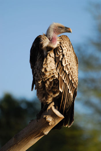 Close-up of vulture perching against sky