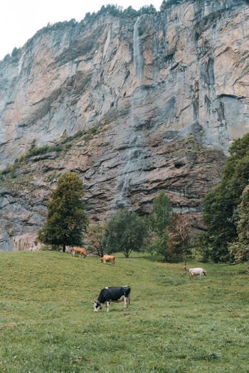 Goats grazing on field