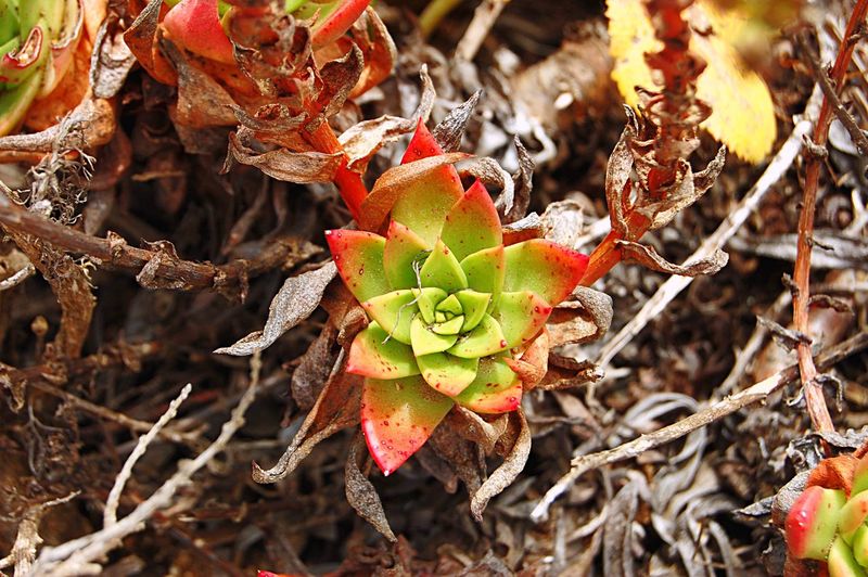 Close up of succulent plant