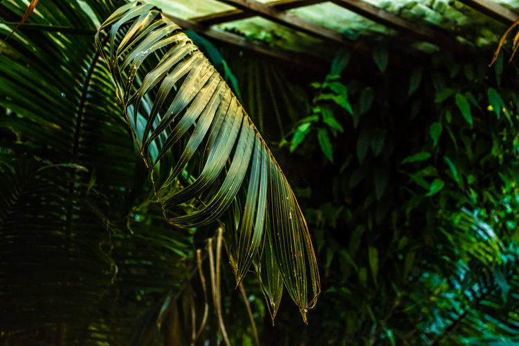 Close-up of palm tree leaves