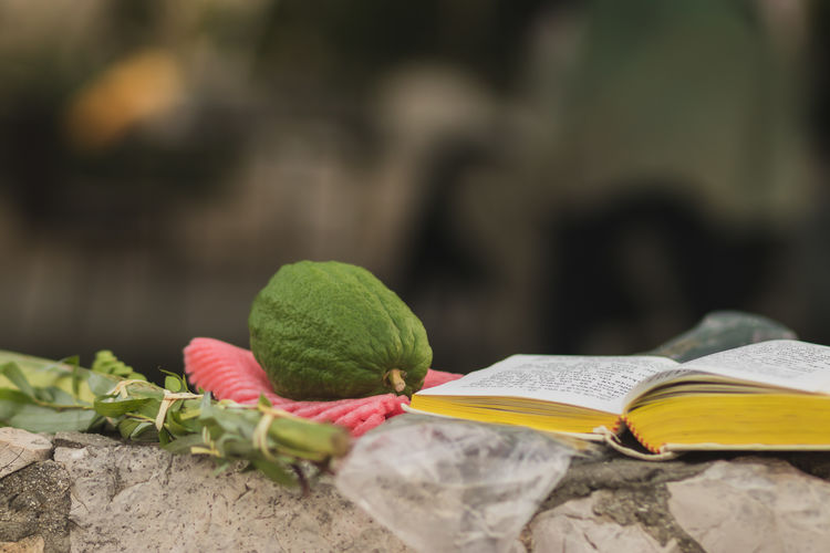 The four species etrog, lulav, myrtle, willow are a jewish mitzvah on sukkot. 