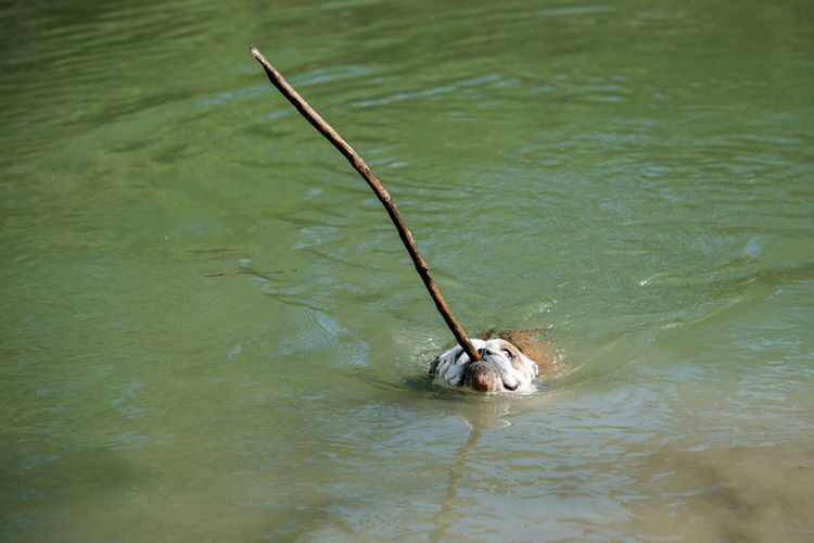 High angle view of dog swimming in lake