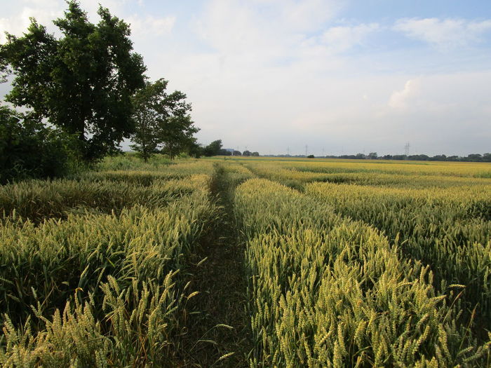Scenic view of agricultural field against sky