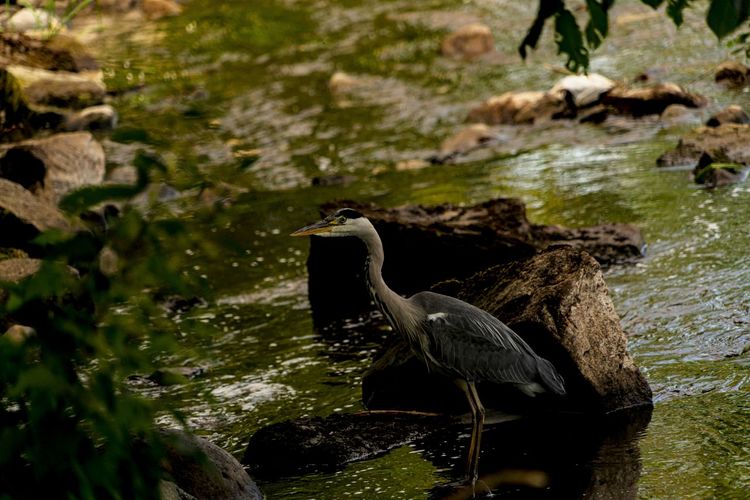 A heron standing in the shade of a tree on the river eamont