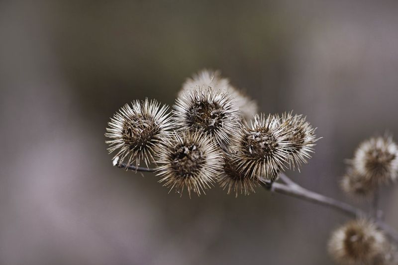 Close-up of dried plant