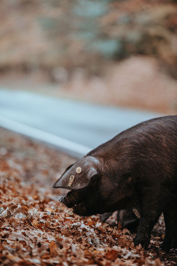 Close-up of pig on field