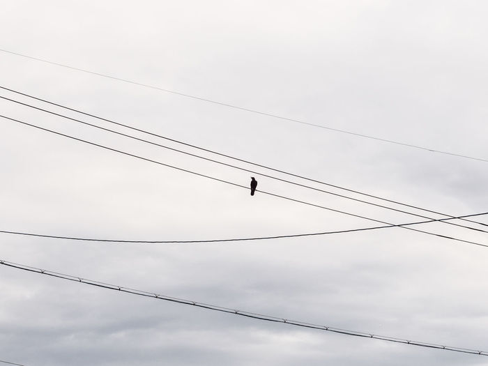 Low angle view of birds perching on cable