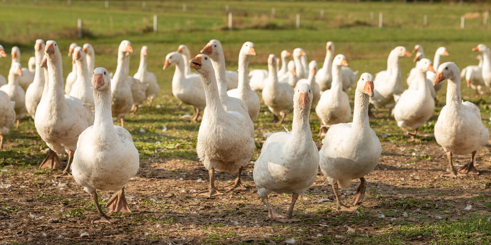Flock of ducks on field in farm
