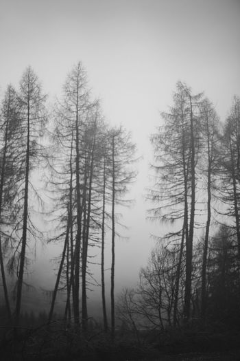 Bare trees in forest against sky