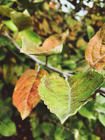 Close-up of leaves on plant during autumn