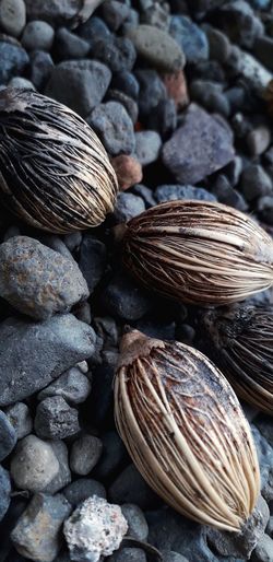 Close-up of shells on pebbles