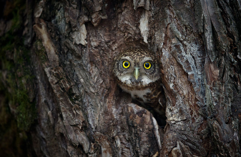 Close-up of owl on tree trunk