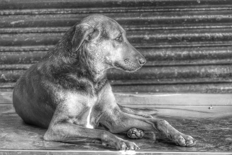 Close-up of dog sitting on pavement 