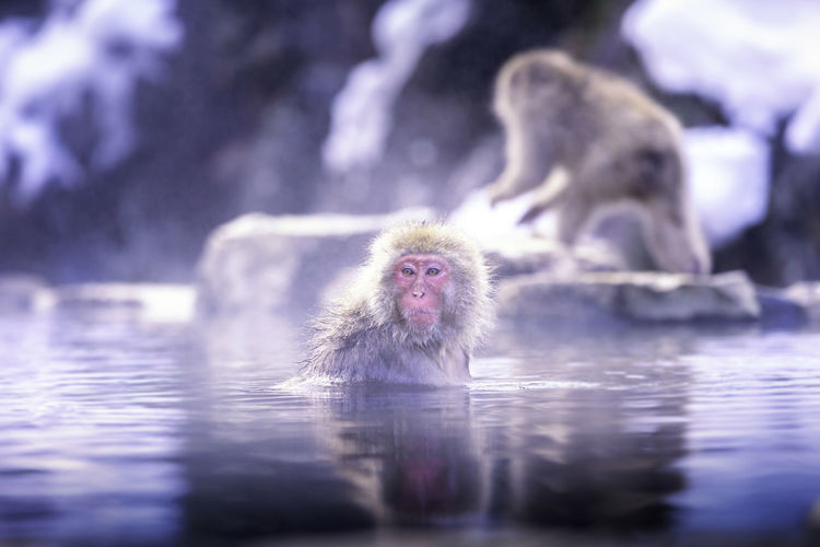 Monkey in a lake