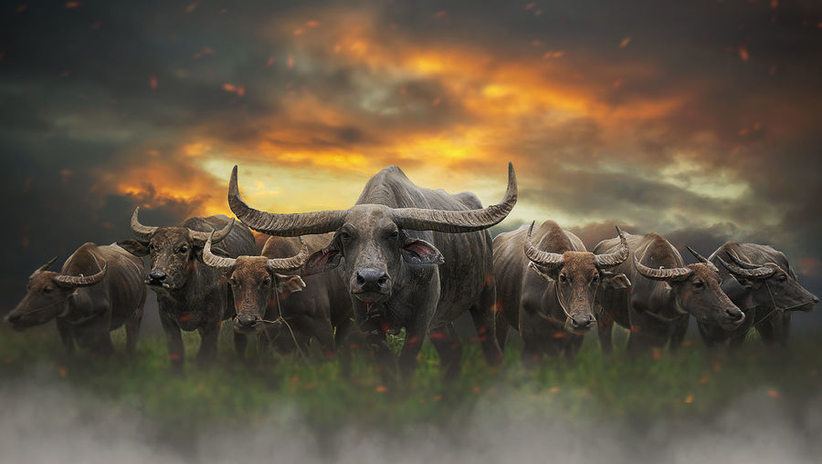 Buffaloes field during sunset