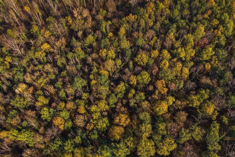 Aerial view of the partially sick german mixed forest in autumn after a drought